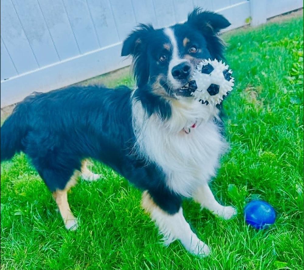 Petey #5230, a Adoptable Australian Shepherd in Ewing, NJ image 3/5