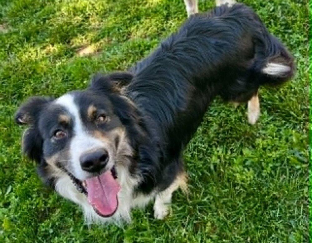 Petey #5230, a Adoptable Australian Shepherd in Ewing, NJ image 4/5