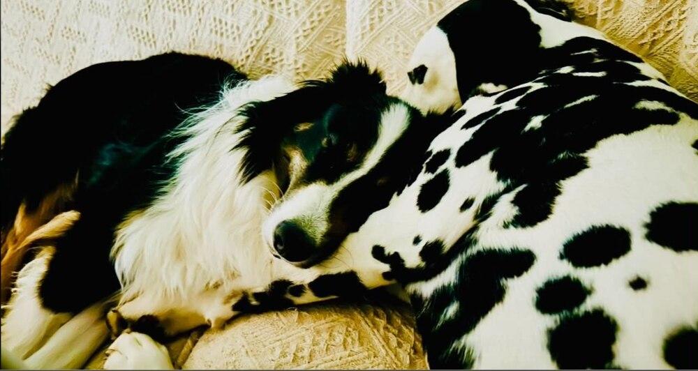 Petey #5230, a Adoptable Australian Shepherd in Ewing, NJ image 5/5