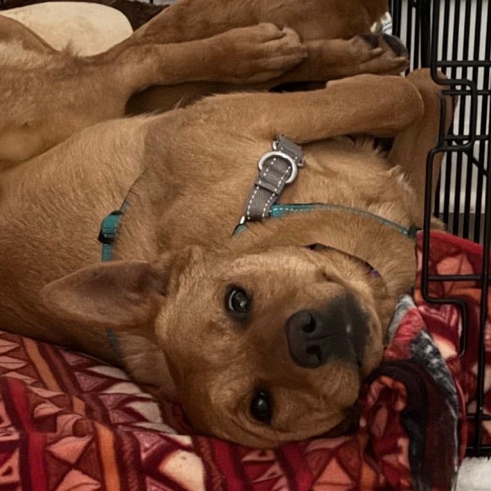 Luna, ADOPTABLE, Young Female Labrador Retriever & Chow Chow.