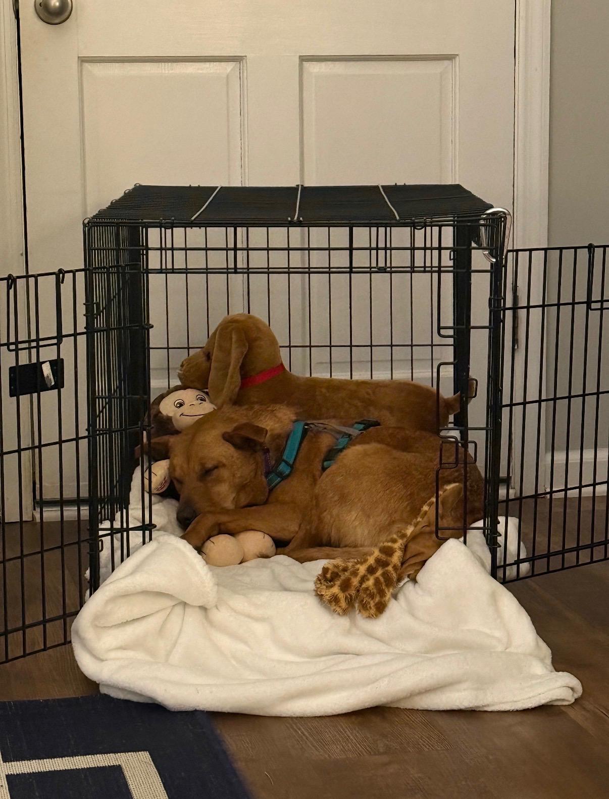 Luna, a ADOPTABLE mixed breed in Roswell, GA image 3/5