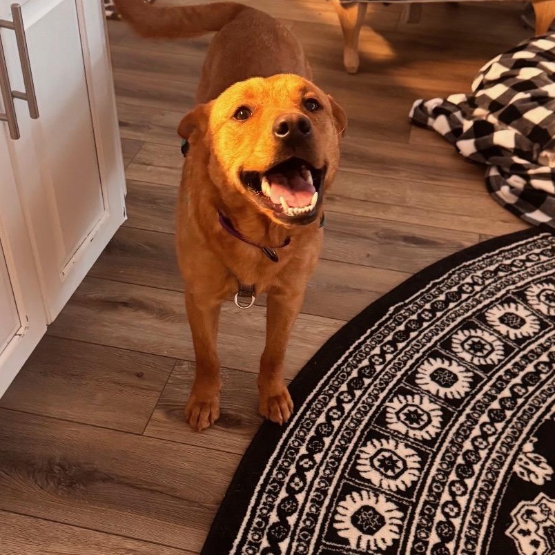 Luna, a ADOPTABLE mixed breed in Roswell, GA image 2/5