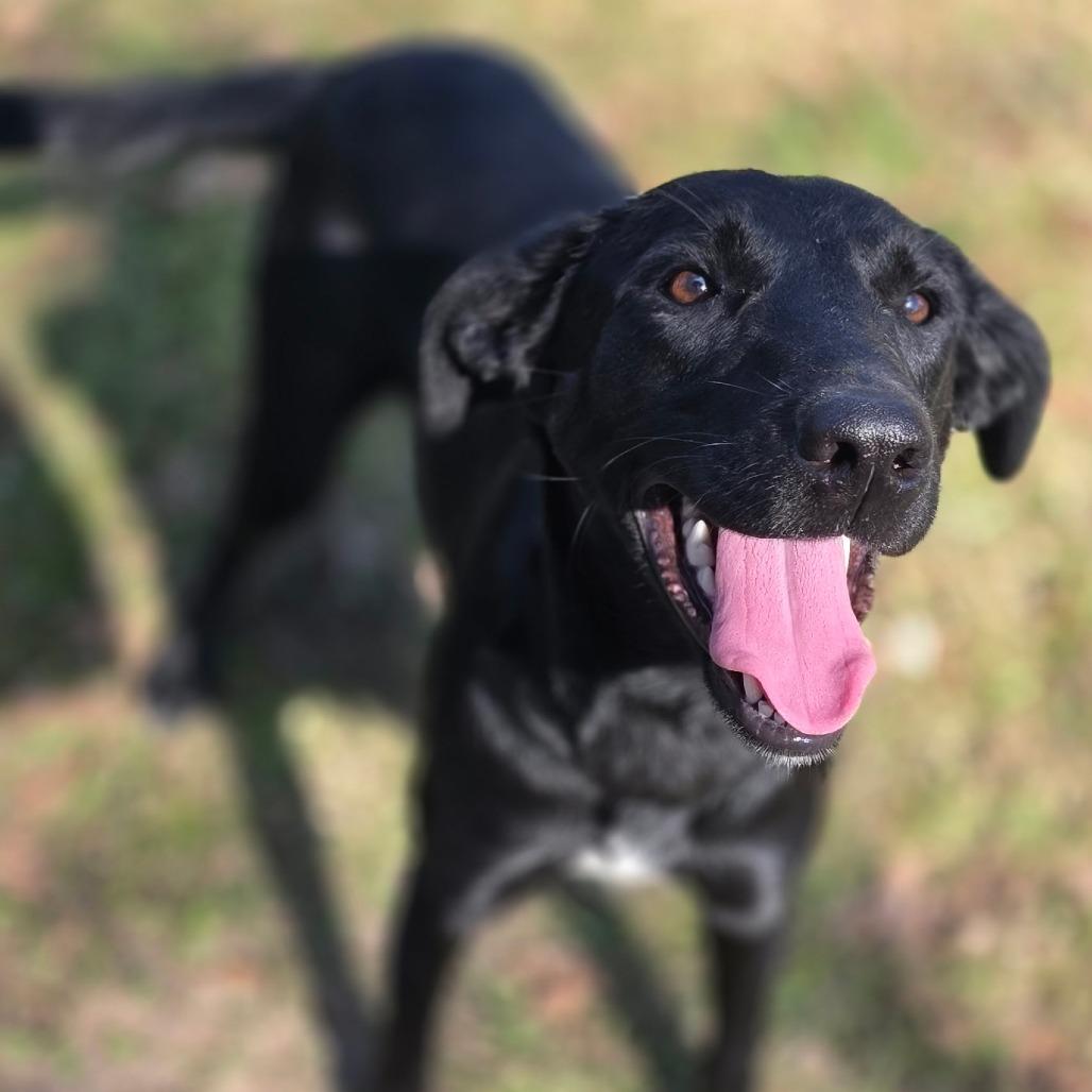 Rachel, Adoptable, Young Female Labrador Retriever.