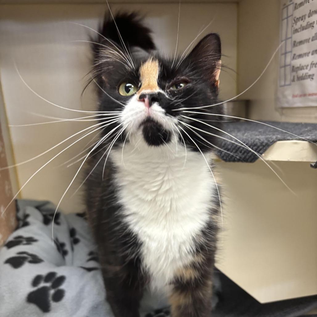 Daphne, a Adoptable Domestic Short Hair in Kennett Square, PA image 1/2