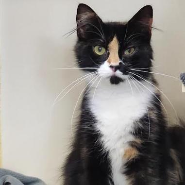 Daphne, a Adoptable Domestic Short Hair in Kennett Square, PA image 2/2