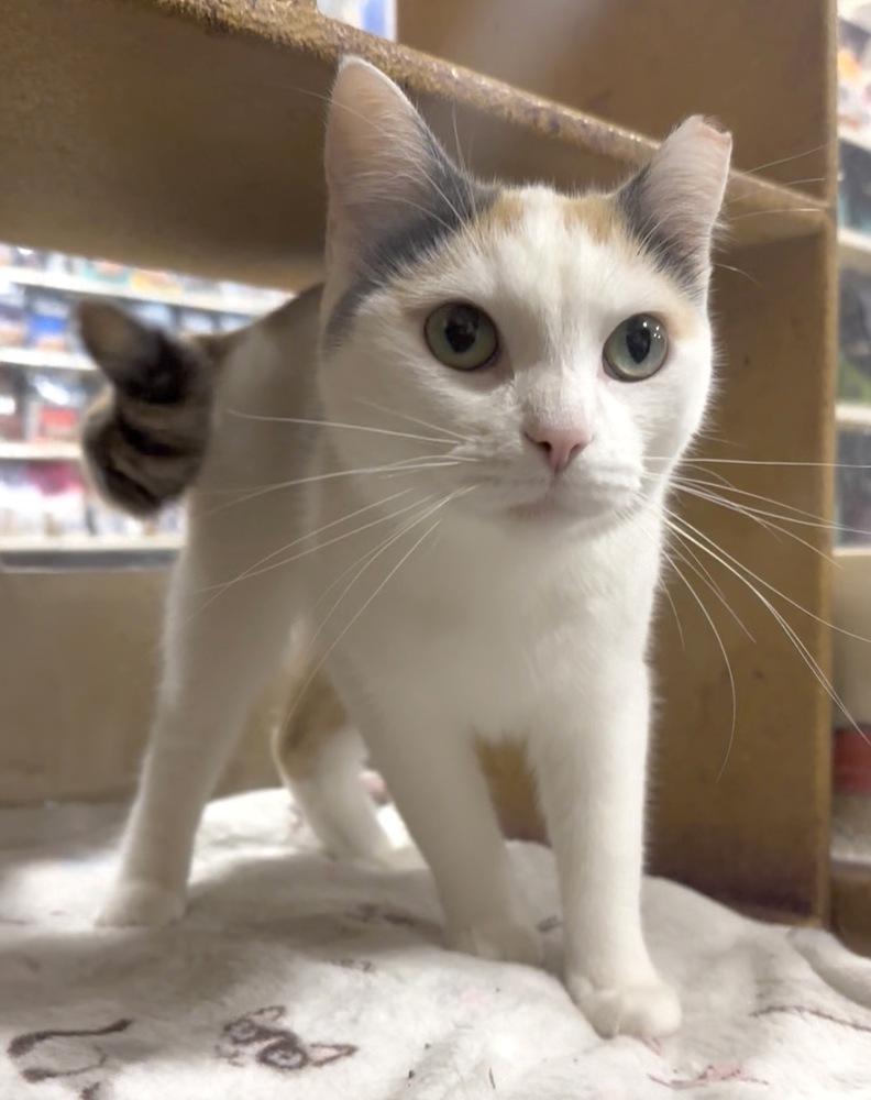 Louise, Adoptable, Adult Female Domestic Short Hair.