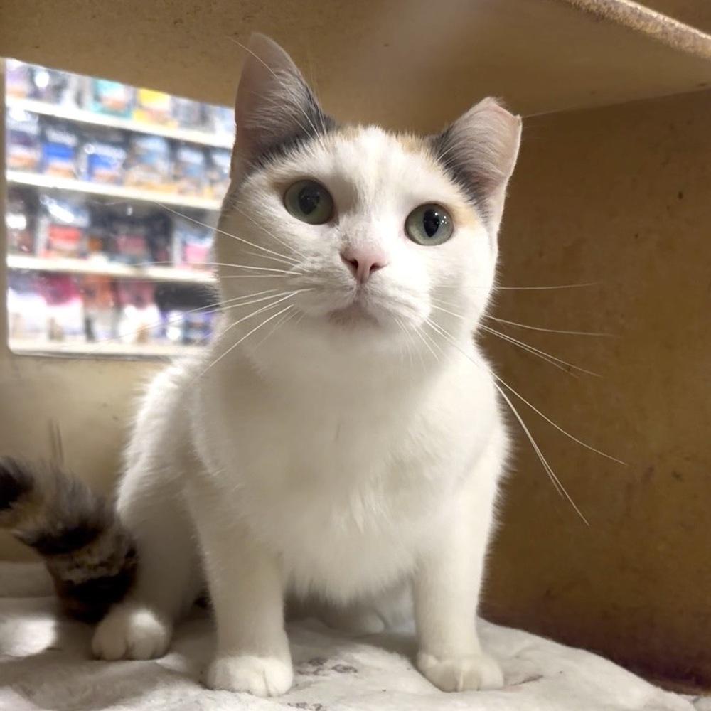 Louise, a Adoptable Domestic Short Hair in Panama City Beach, FL image 5/6