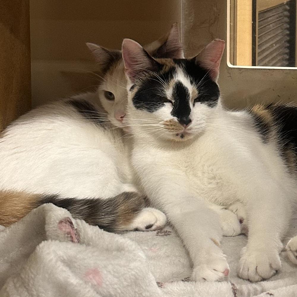 Louise, a Adoptable Domestic Short Hair in Panama City Beach, FL image 6/6