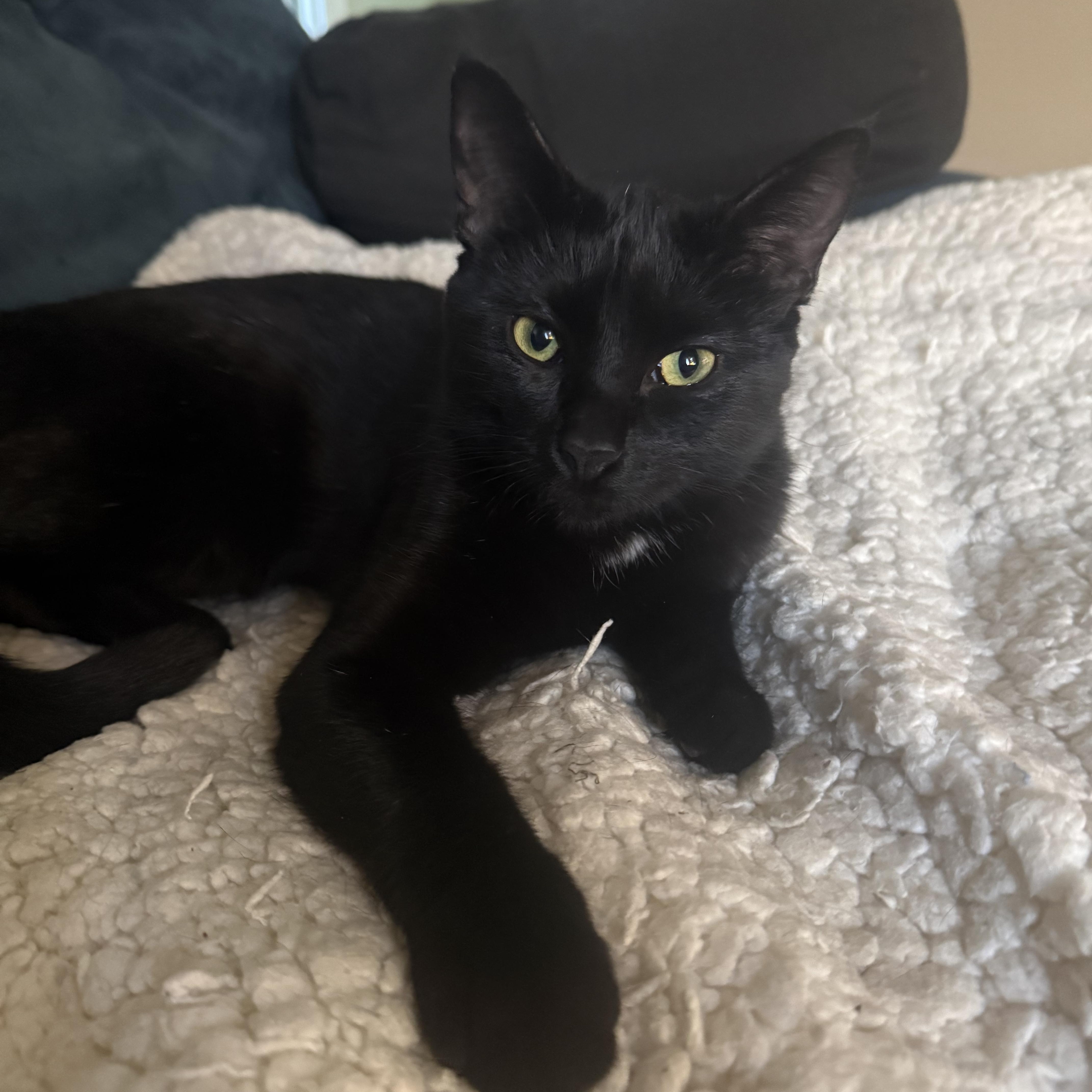 Ruby, Adoptable, Young Female Domestic Short Hair.