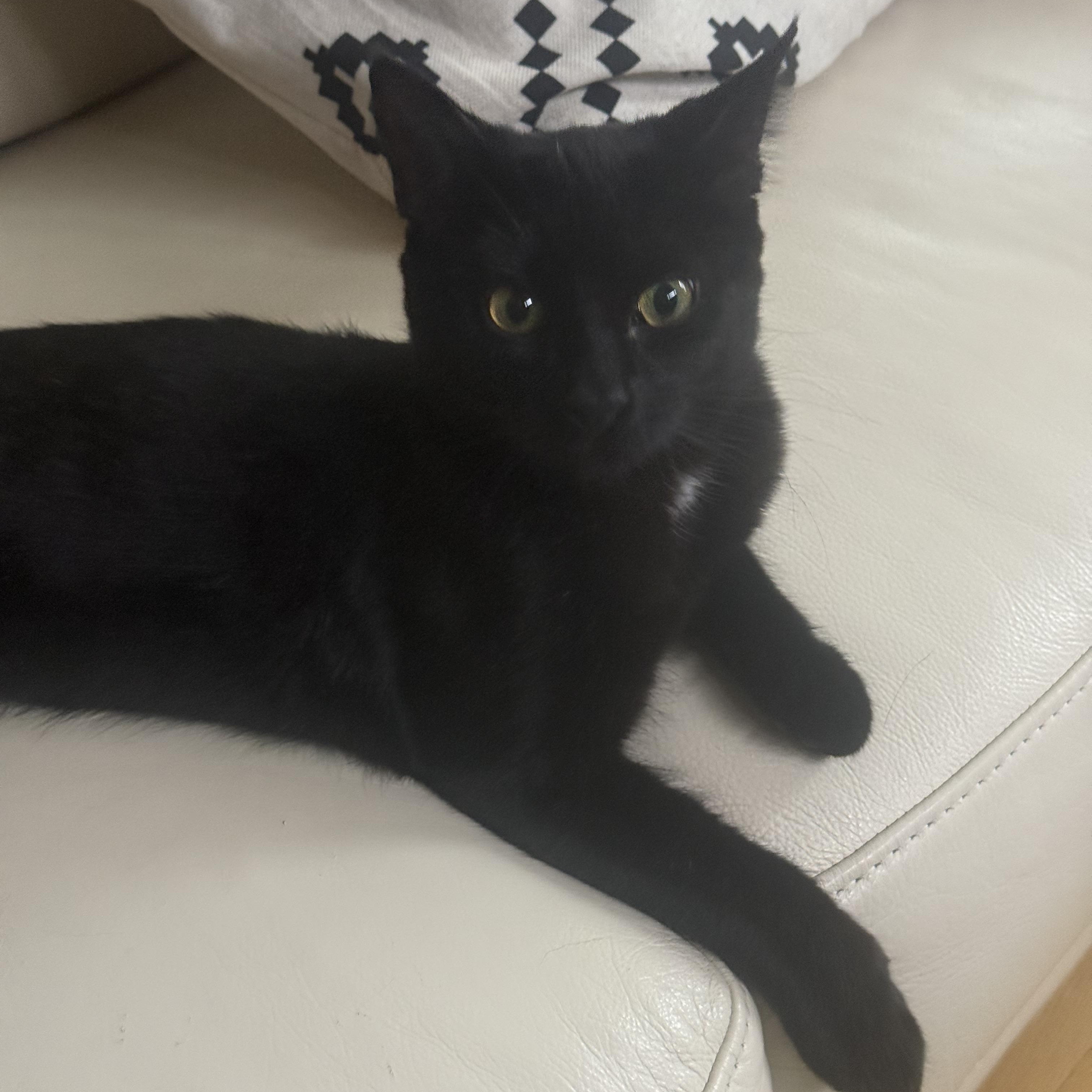Enlarge Ruby, a Adoptable Domestic Short Hair in Lyle, WA image 2/2