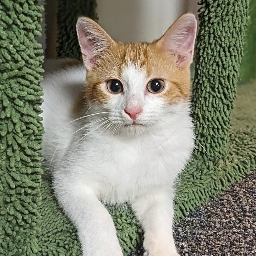 Enlarge Fred Weasley, a Adoptable Tabby in Shippenville, PA image 2/6