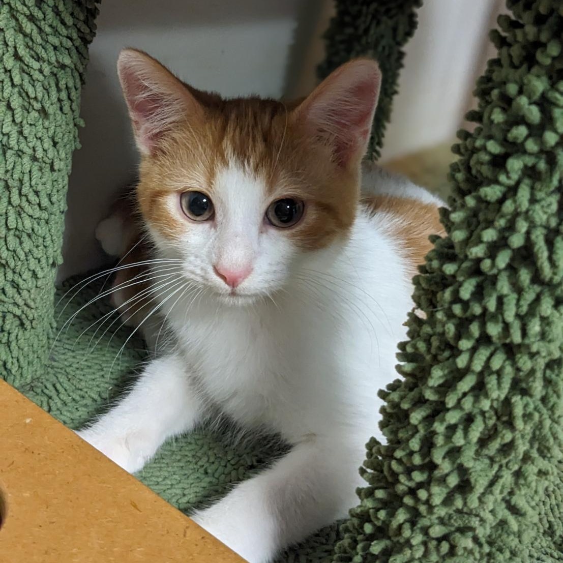 Enlarge Fred Weasley, a Adoptable Tabby in Shippenville, PA image 4/6