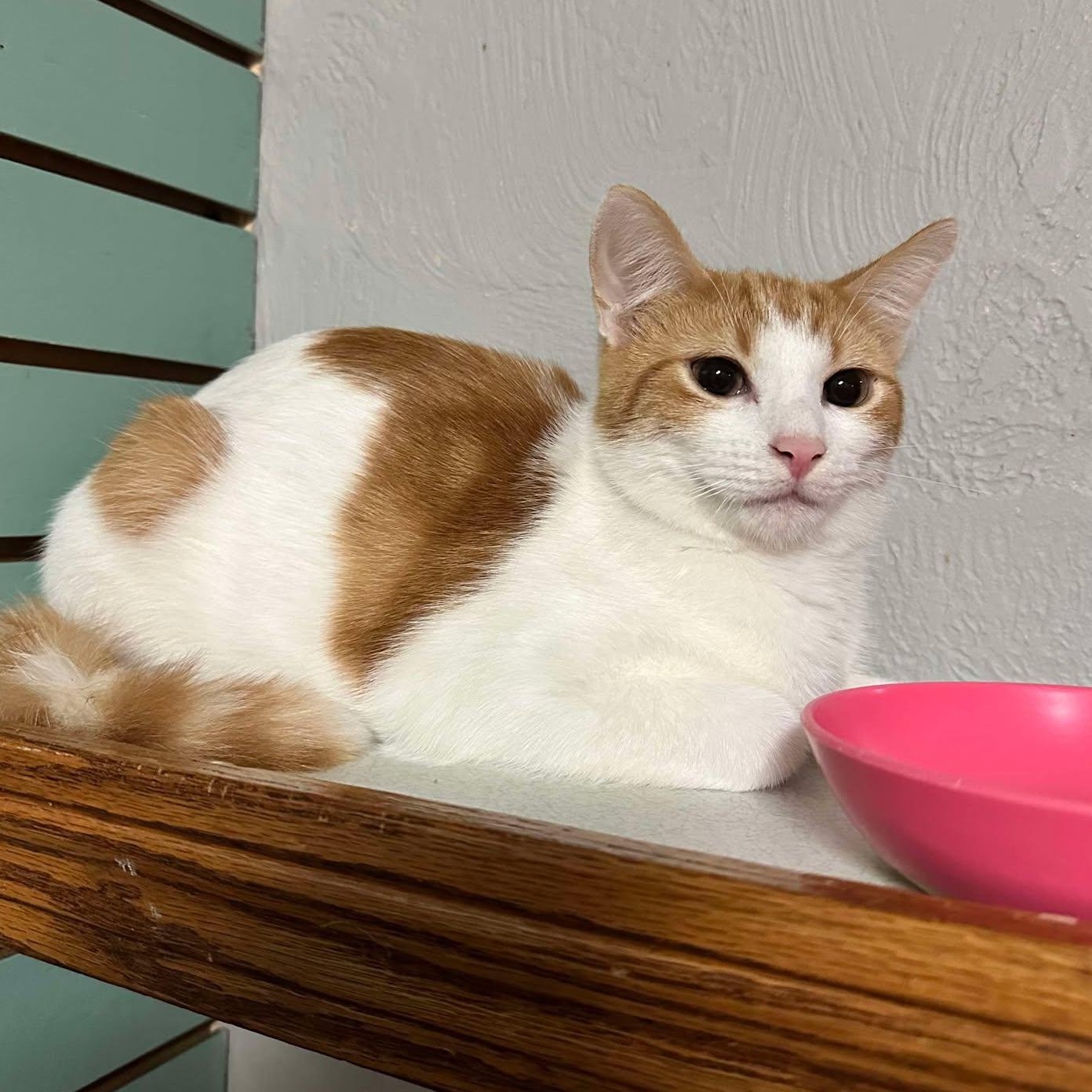 Enlarge Fred Weasley, a Adoptable Tabby in Shippenville, PA image 6/6