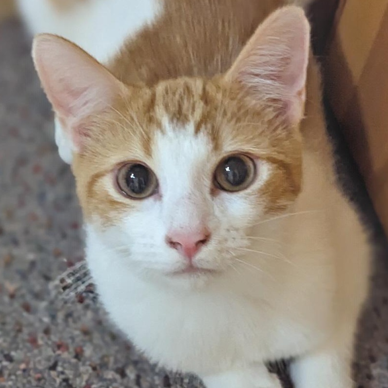 Fred Weasley, Adoptable, Kitten Male Tabby.