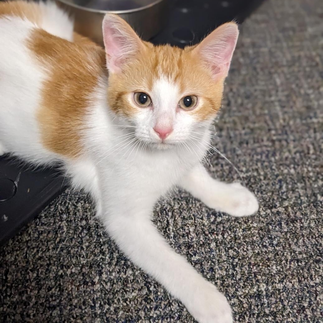 Enlarge Fred Weasley, a Adoptable Tabby in Shippenville, PA image 3/6