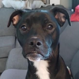 Enlarge Rose, a Adoptable mixed breed in Albany, NY image 1/5