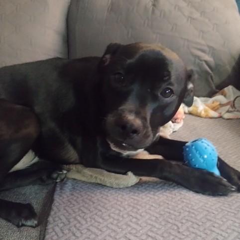 Enlarge Rose, a Adoptable mixed breed in Albany, NY image 2/5