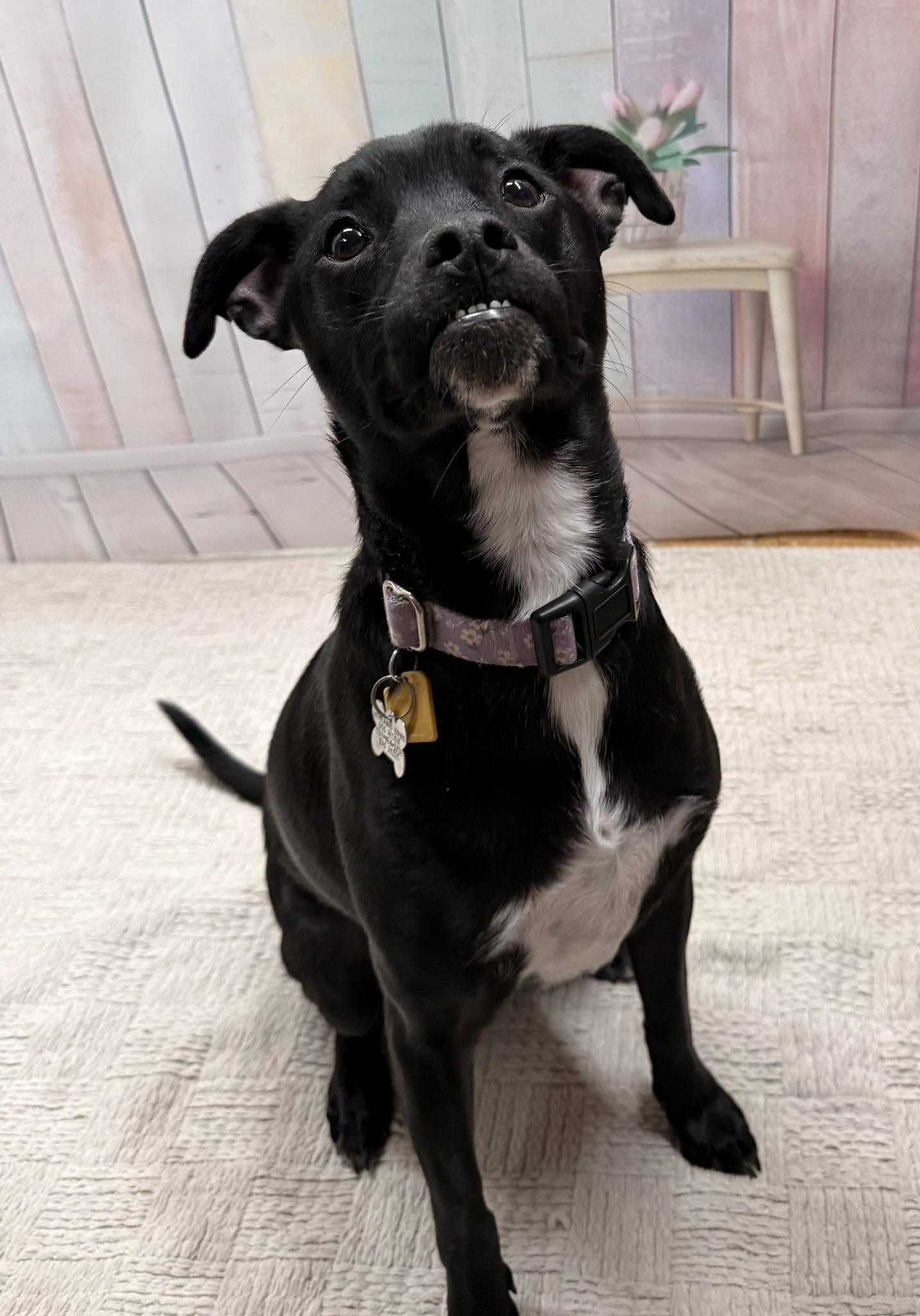 Rose, a Adoptable mixed breed in Albany, NY image 2/6