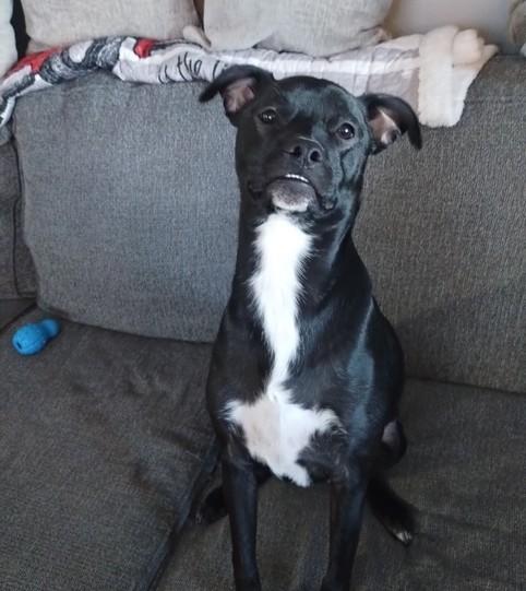 Enlarge Rose, a Adoptable mixed breed in Albany, NY image 3/5