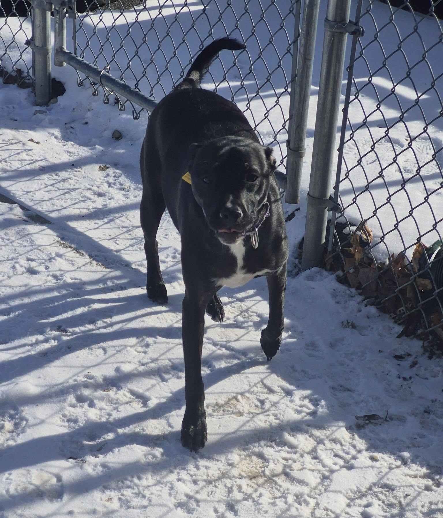 Enlarge Rose, a Adoptable mixed breed in Albany, NY image 5/5
