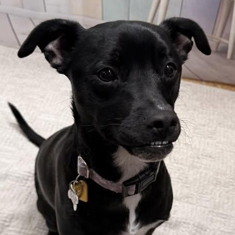 Rose, Adoptable, Young Female Black Labrador Retriever & Terrier.