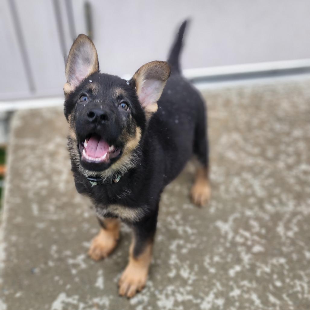Enlarge Red, a Adoptable German Shepherd Dog in Bedford, NH image 1/1