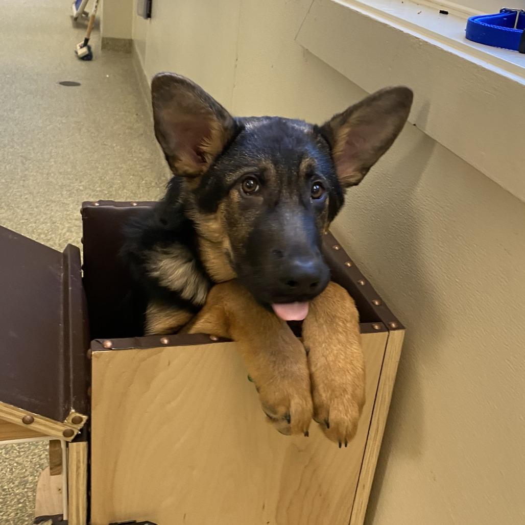Red, a Adoptable German Shepherd Dog in Bedford, NH image 2/4