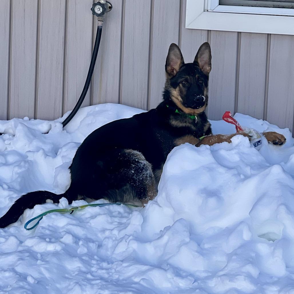 Red, a Adoptable German Shepherd Dog in Bedford, NH image 4/4