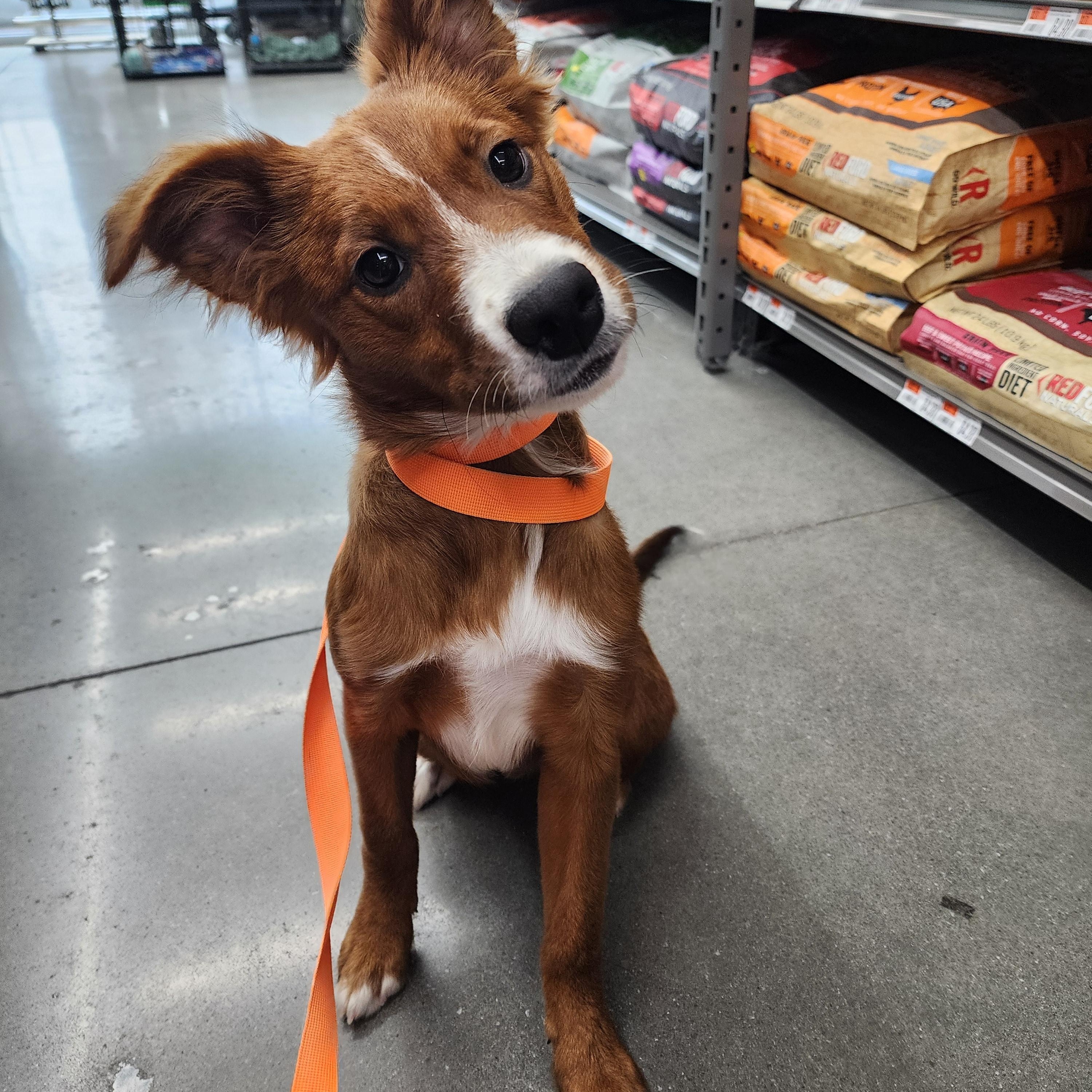 Enlarge Curly, a Adopted mixed breed in Royse City, TX image 1/4