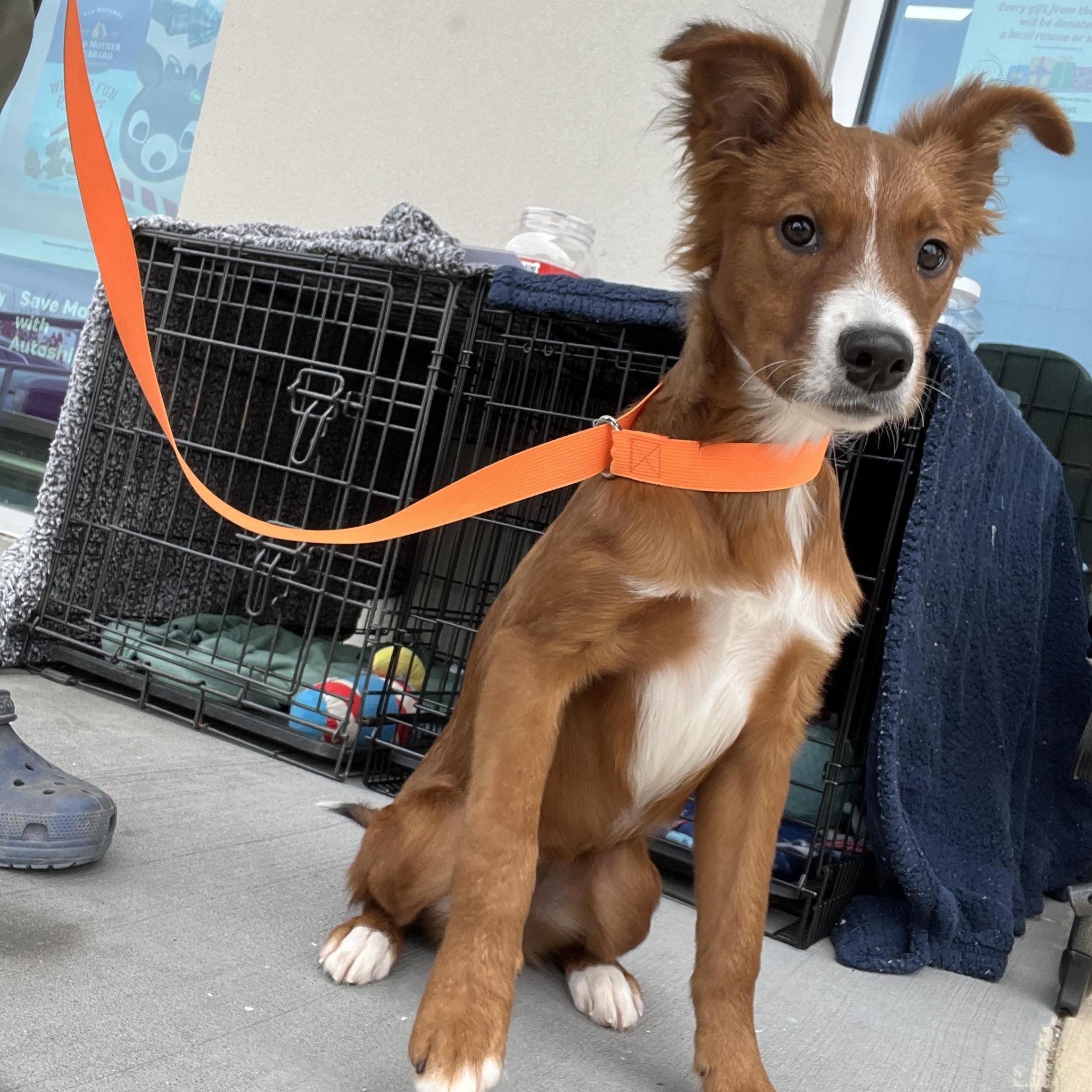 Enlarge Curly, a Adopted mixed breed in Royse City, TX image 2/4