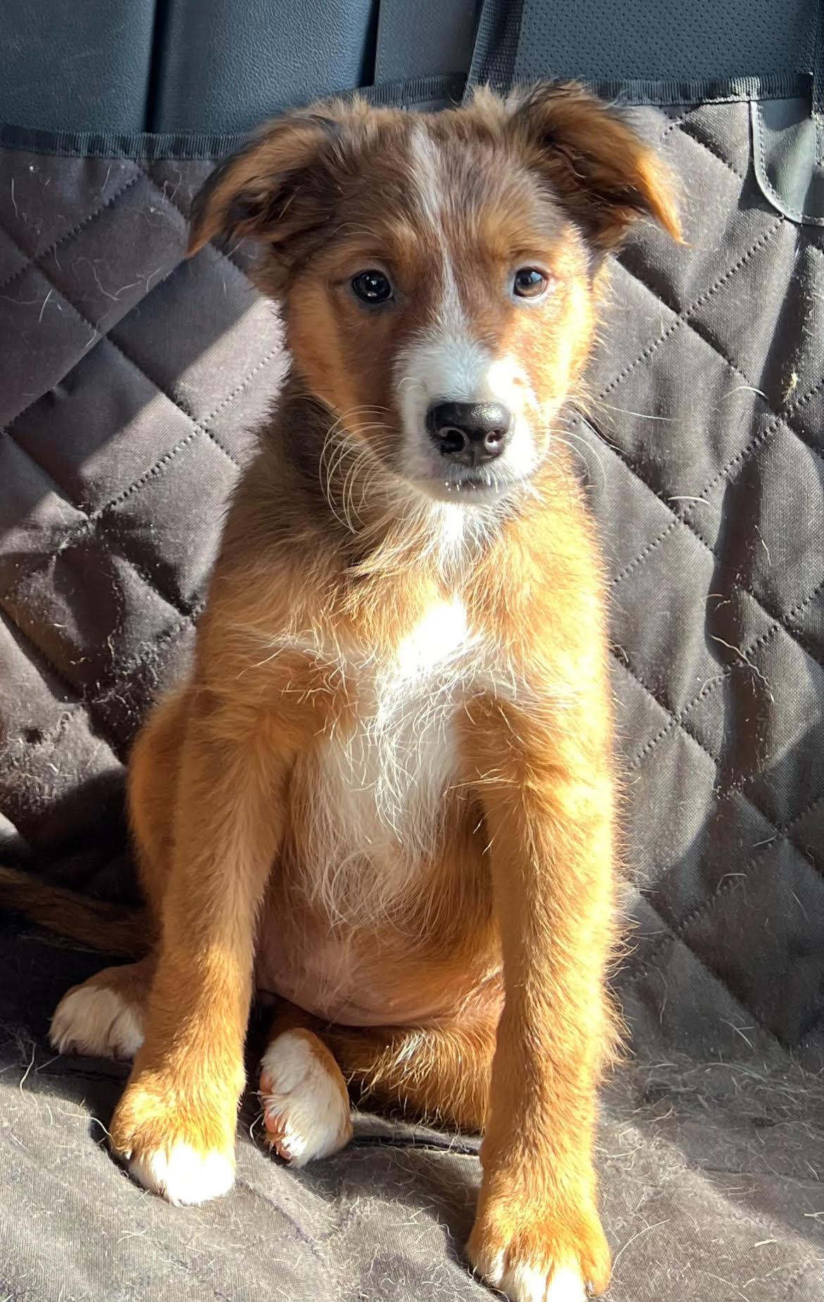 Enlarge Curly, a Adopted mixed breed in Royse City, TX image 3/4