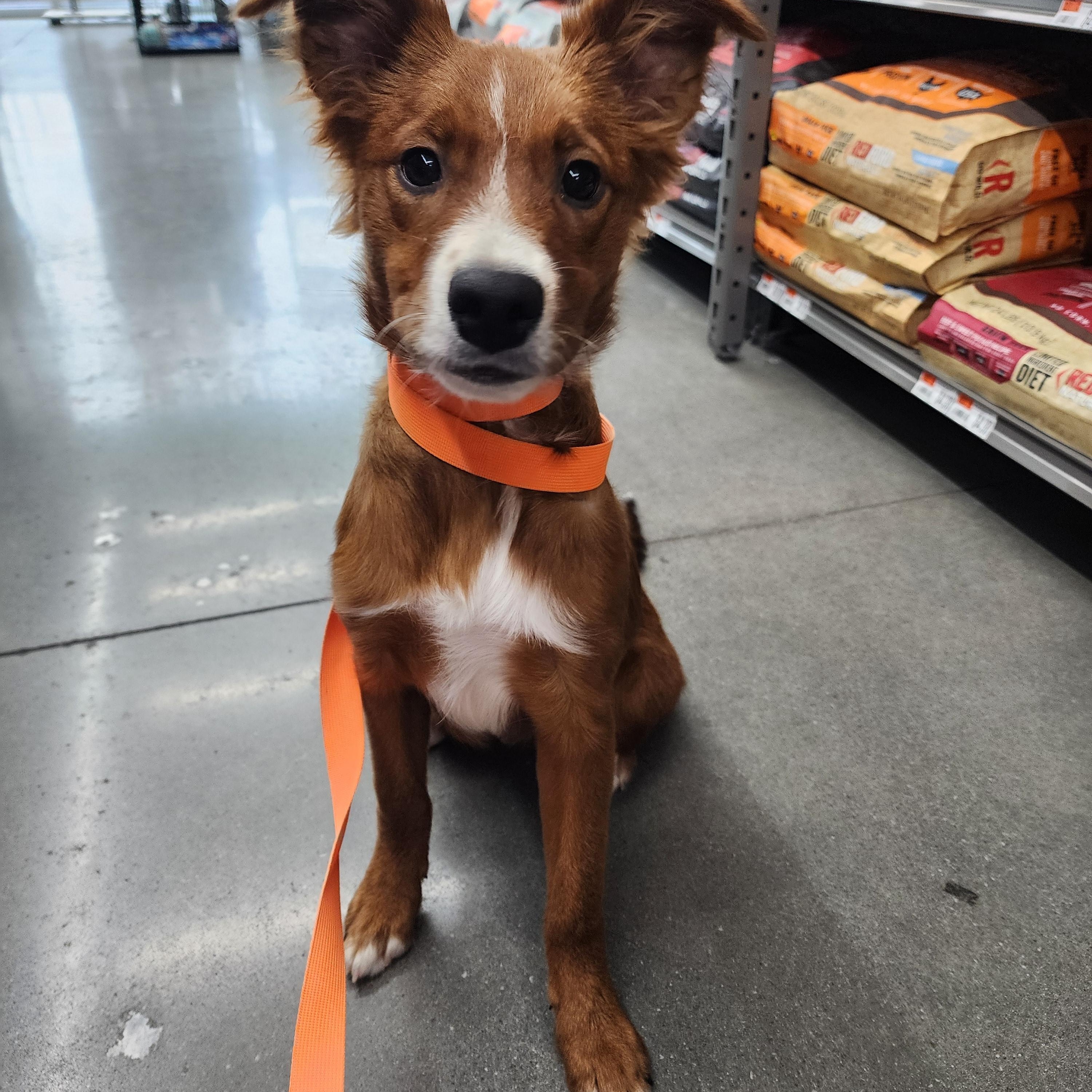 Enlarge Curly, a Adopted mixed breed in Royse City, TX image 4/4