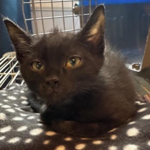 Bruno, Adoptable, Kitten Male Domestic Short Hair.