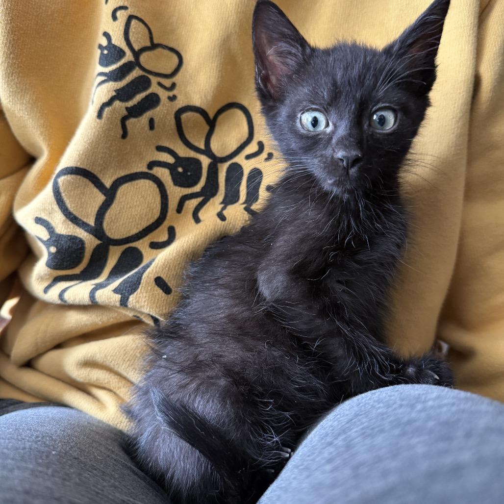 Enlarge Bruno, a Adoptable Domestic Short Hair in La Grange, KY image 2/3