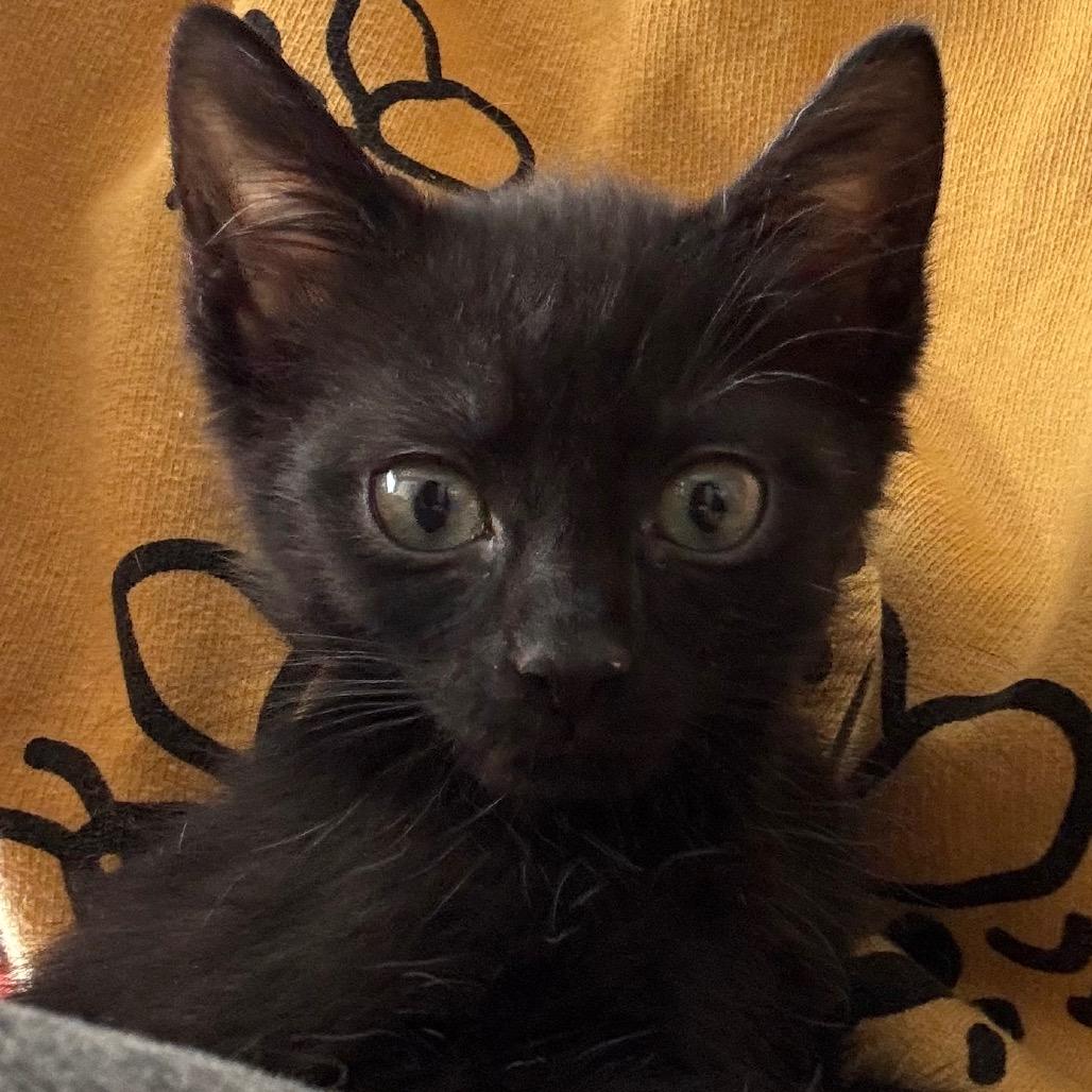 Enlarge Bruno, a Adoptable Domestic Short Hair in La Grange, KY image 3/3