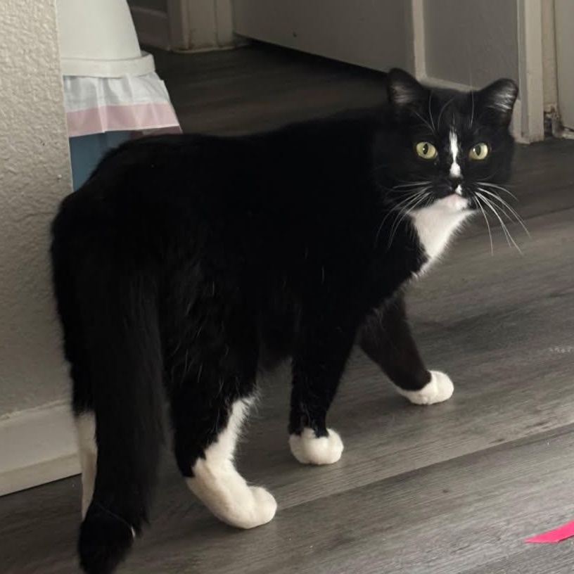 Salem, a Adoptable Domestic Short Hair in Parks, AZ image 1/3