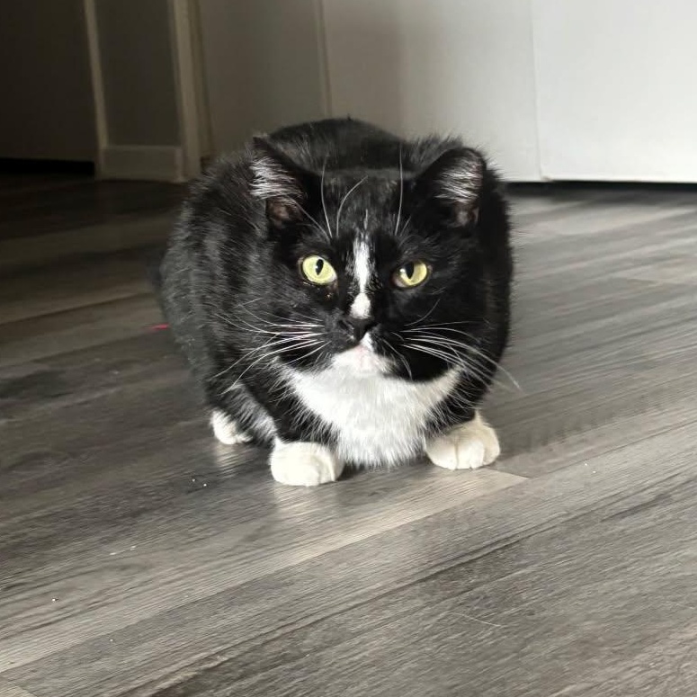 Salem, Adoptable, Adult Female Domestic Short Hair.