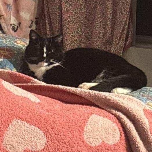 Salem, a Adoptable Domestic Short Hair in Parks, AZ image 3/3