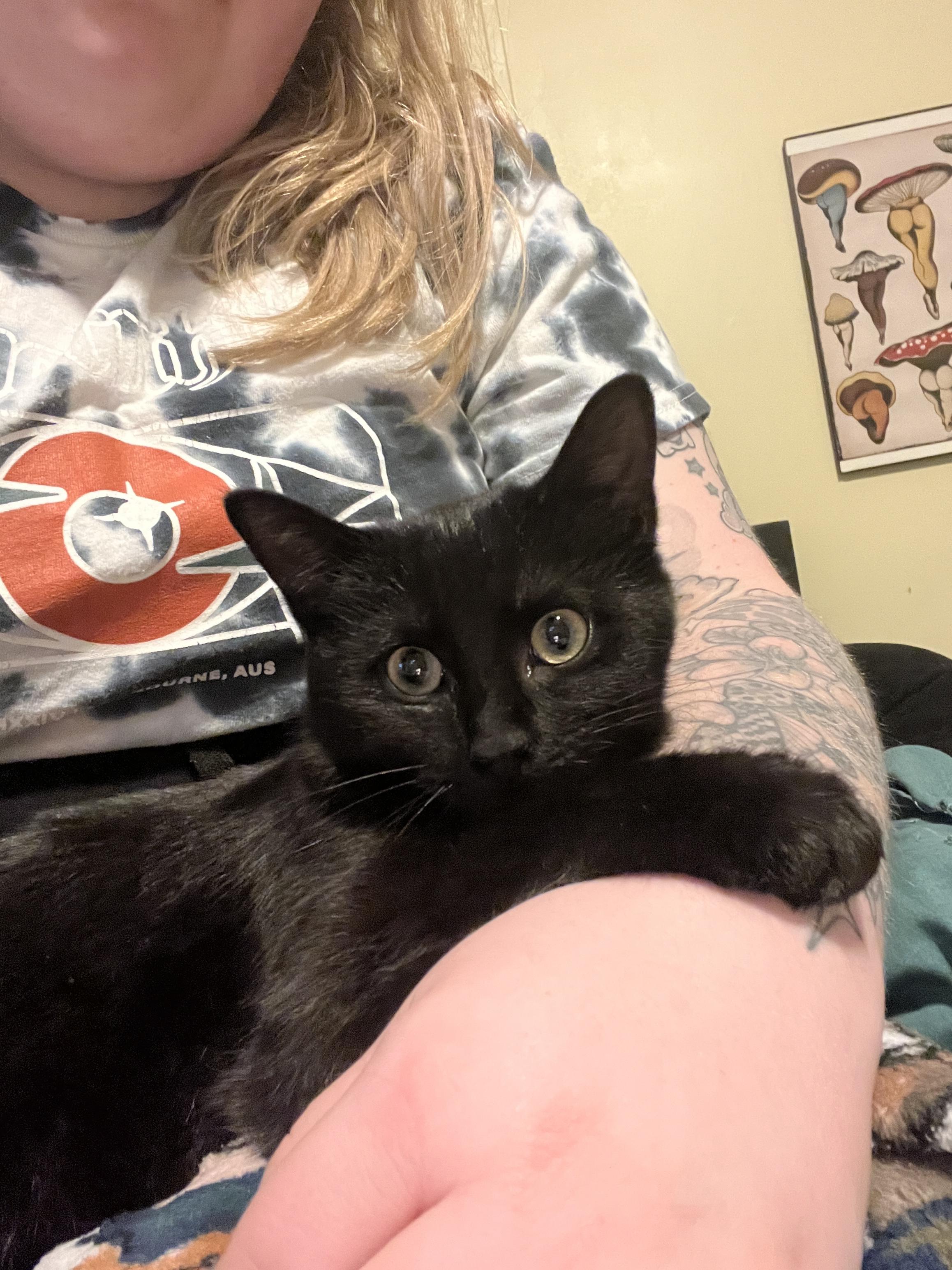 Enlarge Arden, a ADOPTABLE Domestic Short Hair in Columbus, OH image 2/5