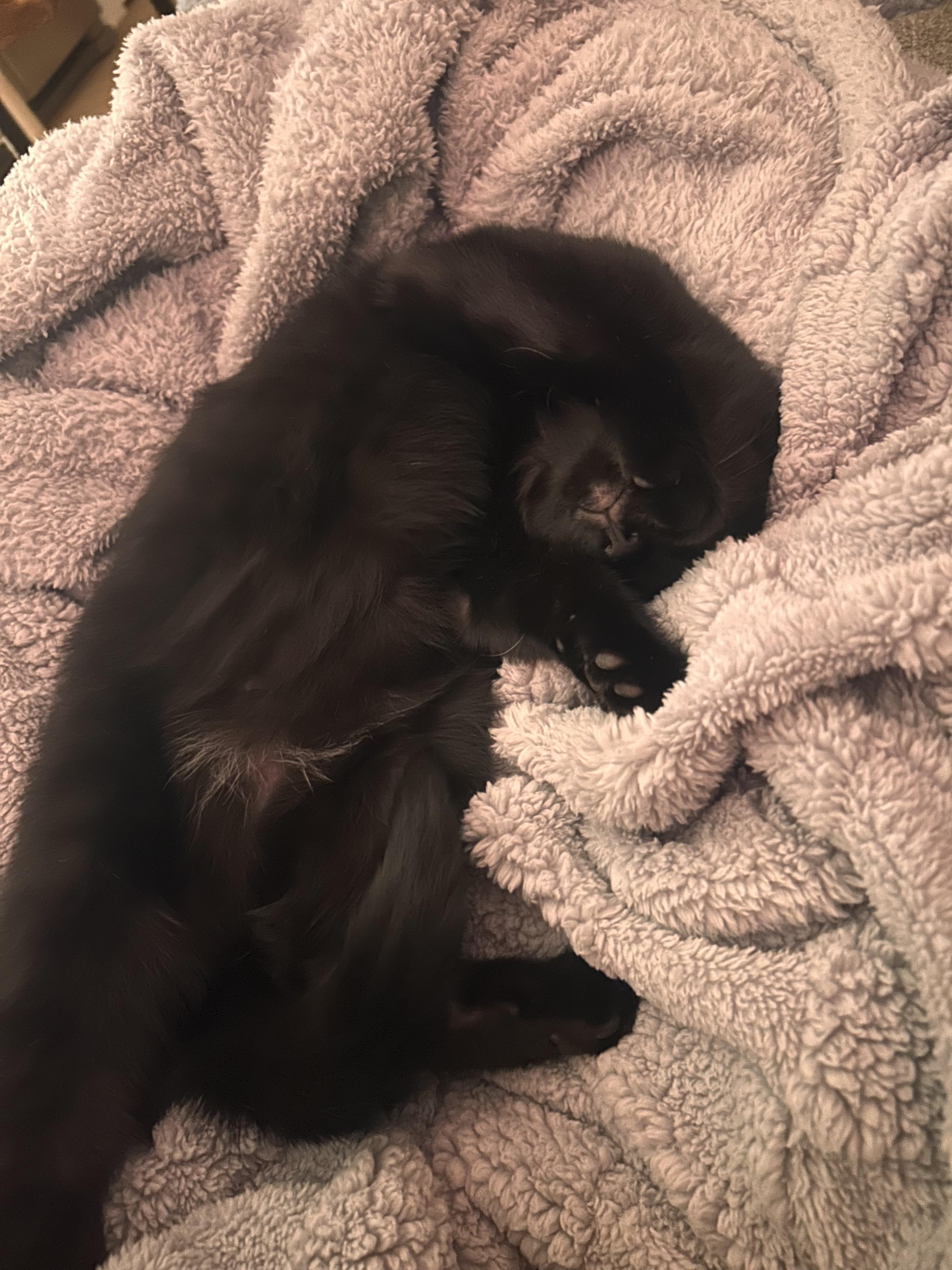 Enlarge Arden, a ADOPTABLE Domestic Short Hair in Columbus, OH image 5/5