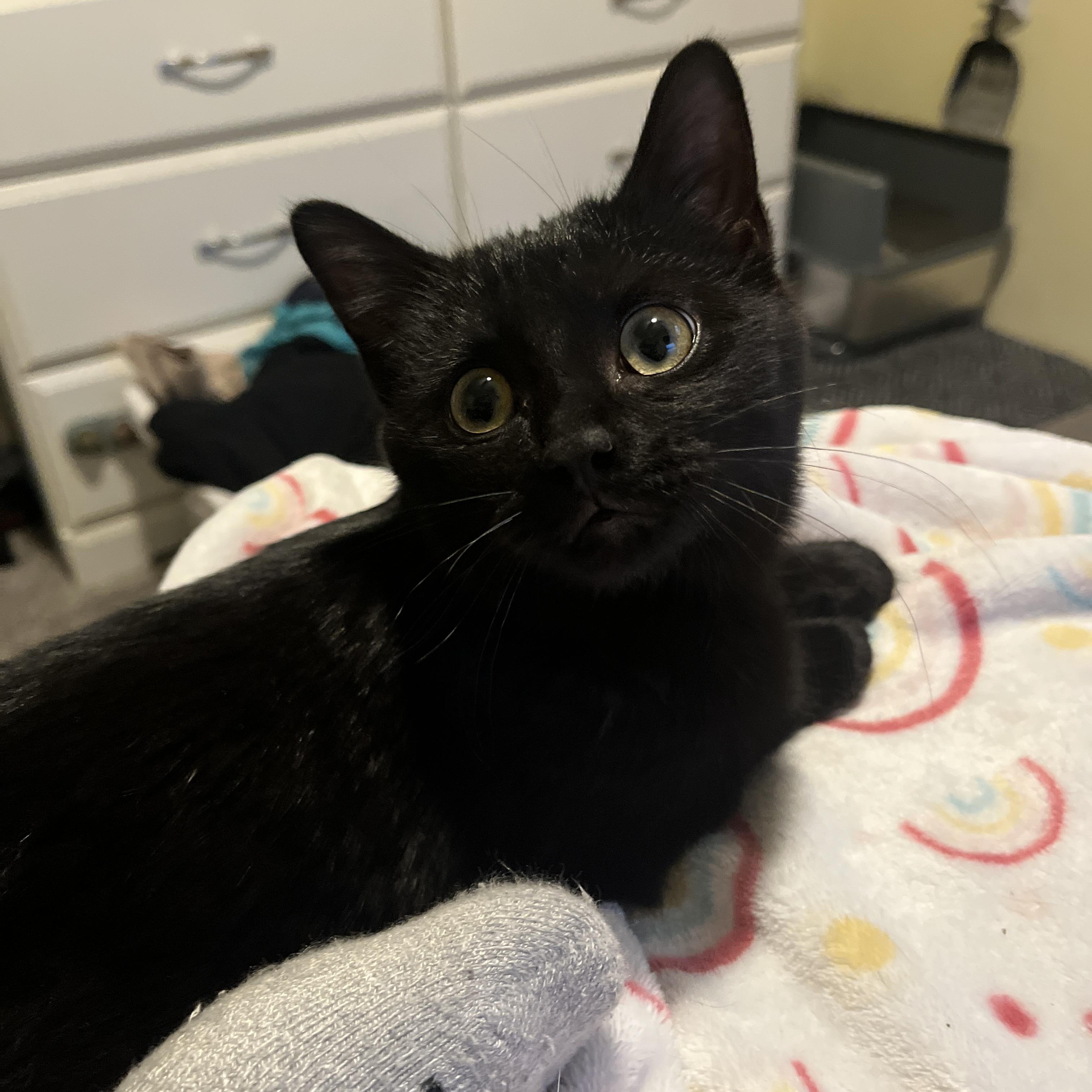 Arden, ADOPTABLE, Kitten Female Domestic Short Hair.