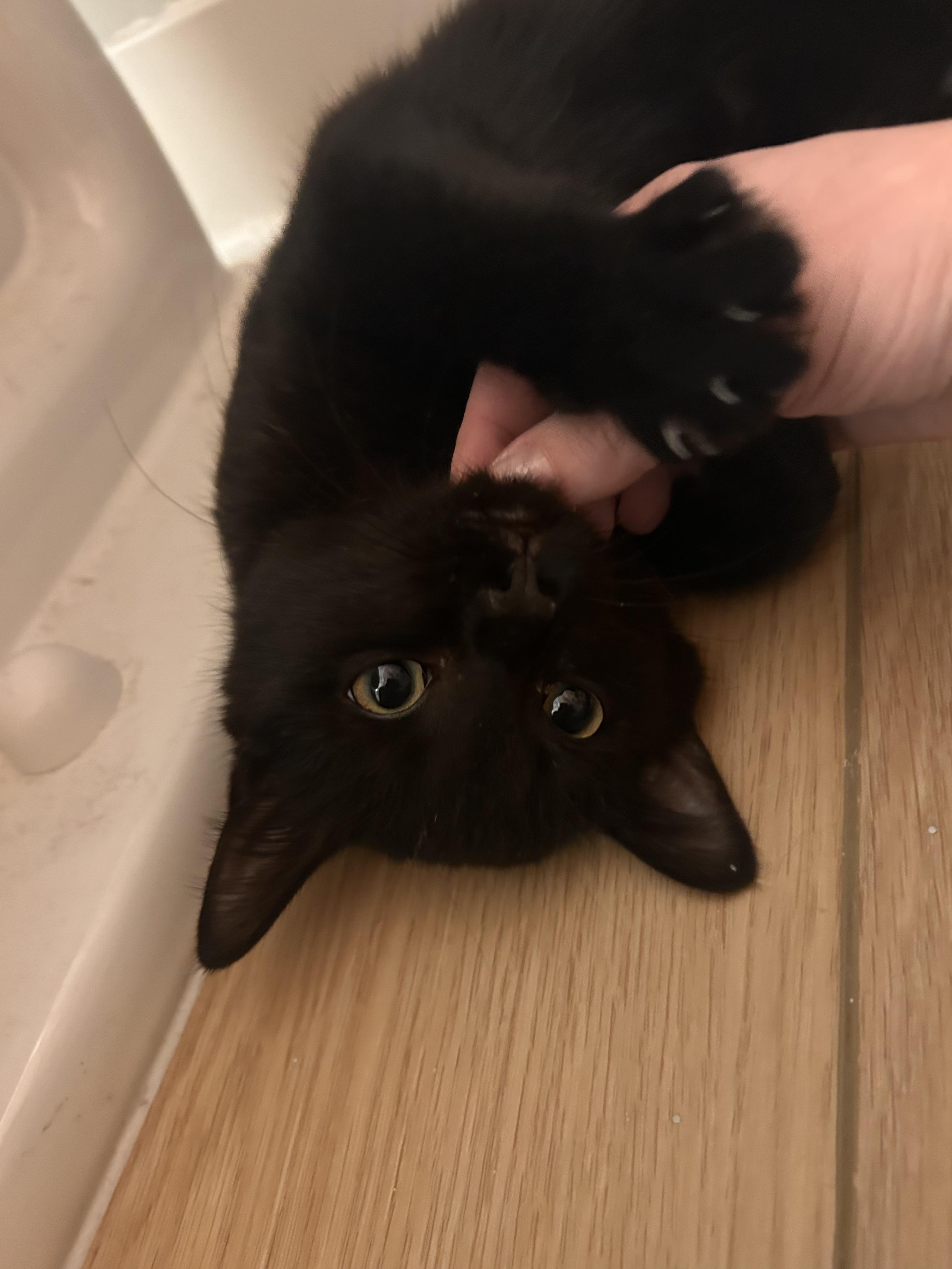 Enlarge Arden, a ADOPTABLE Domestic Short Hair in Columbus, OH image 4/5