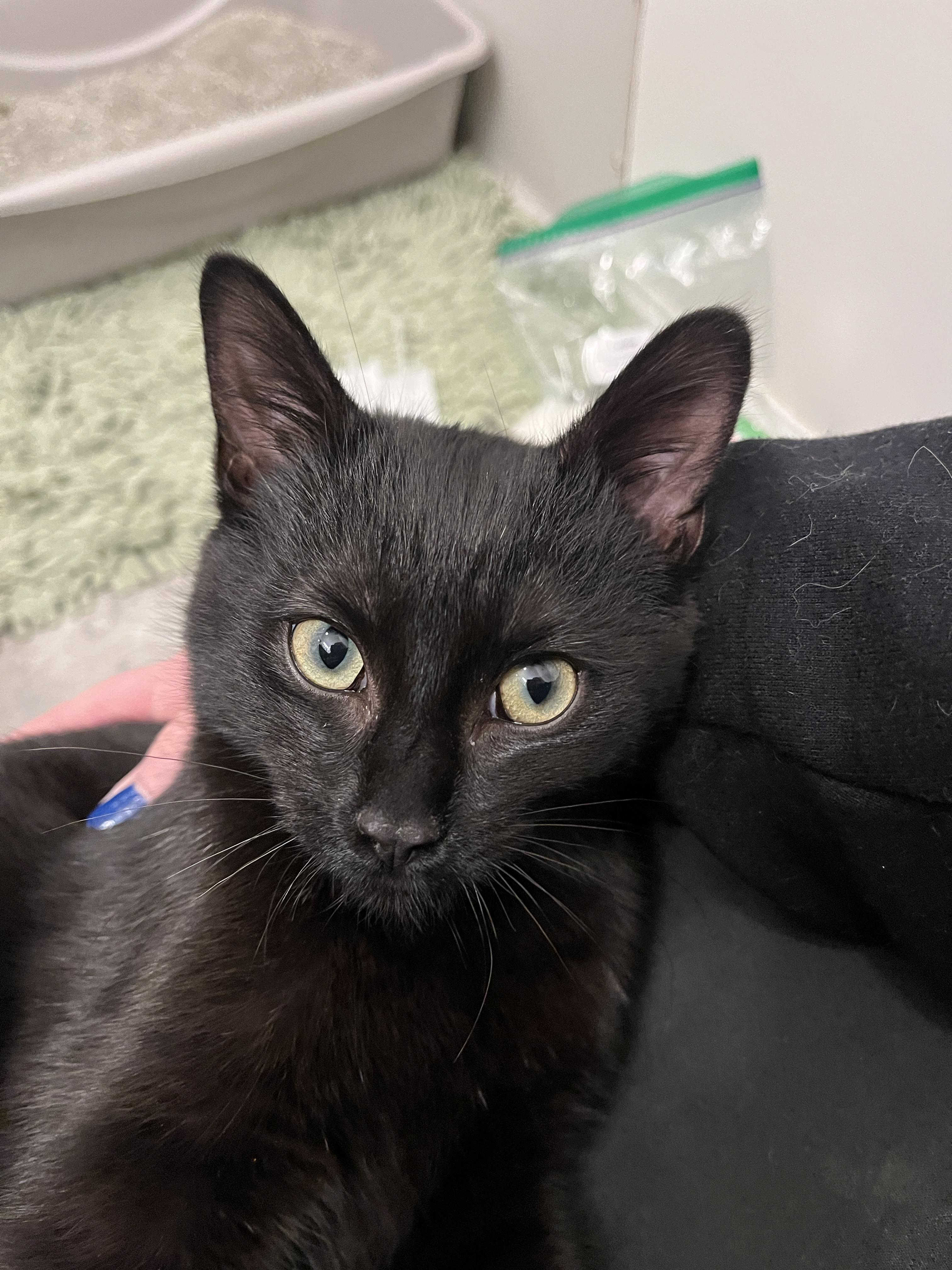 Enlarge Arden, a ADOPTABLE Domestic Short Hair in Columbus, OH image 3/5