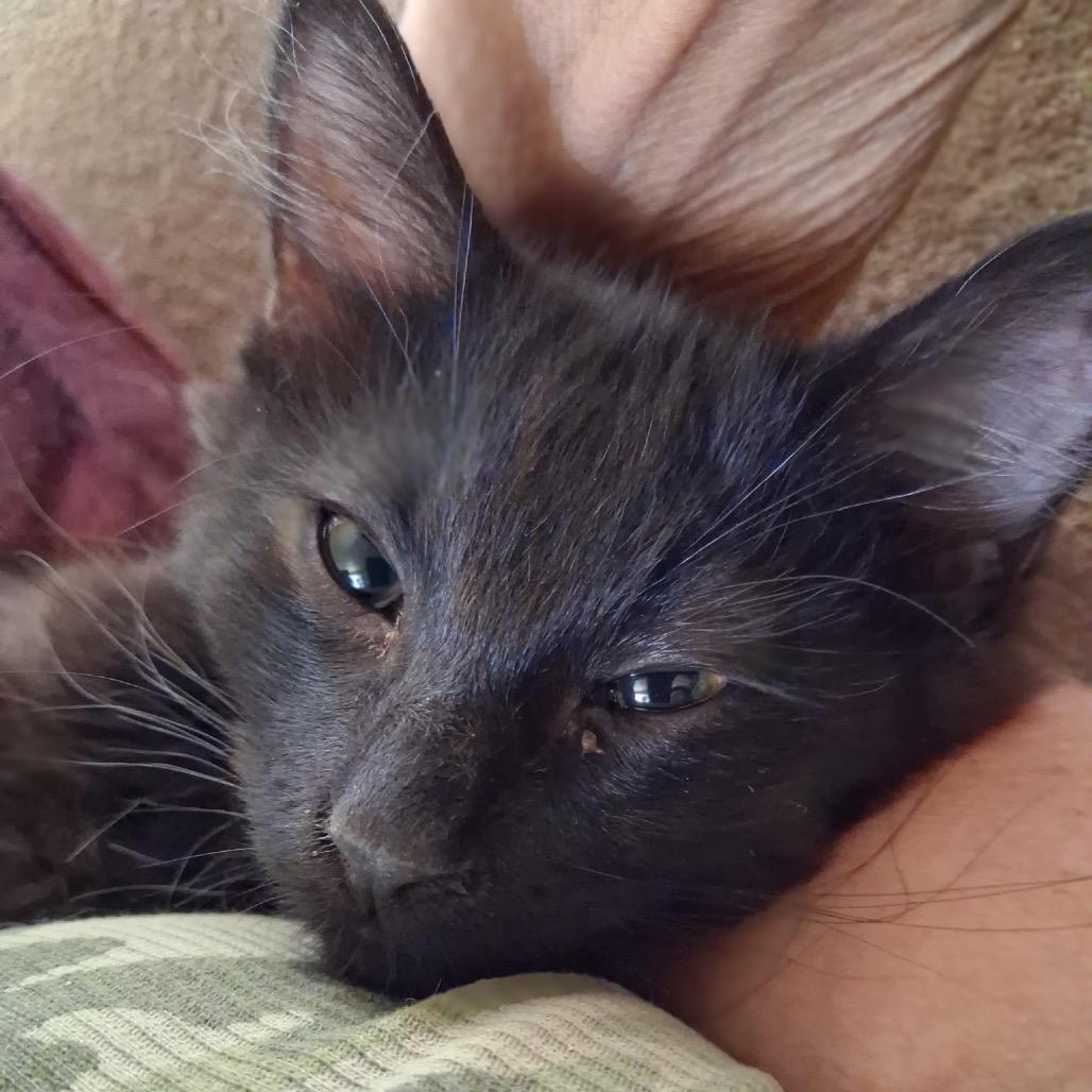 Midnight, Adoptable, Kitten Male Domestic Short Hair.
