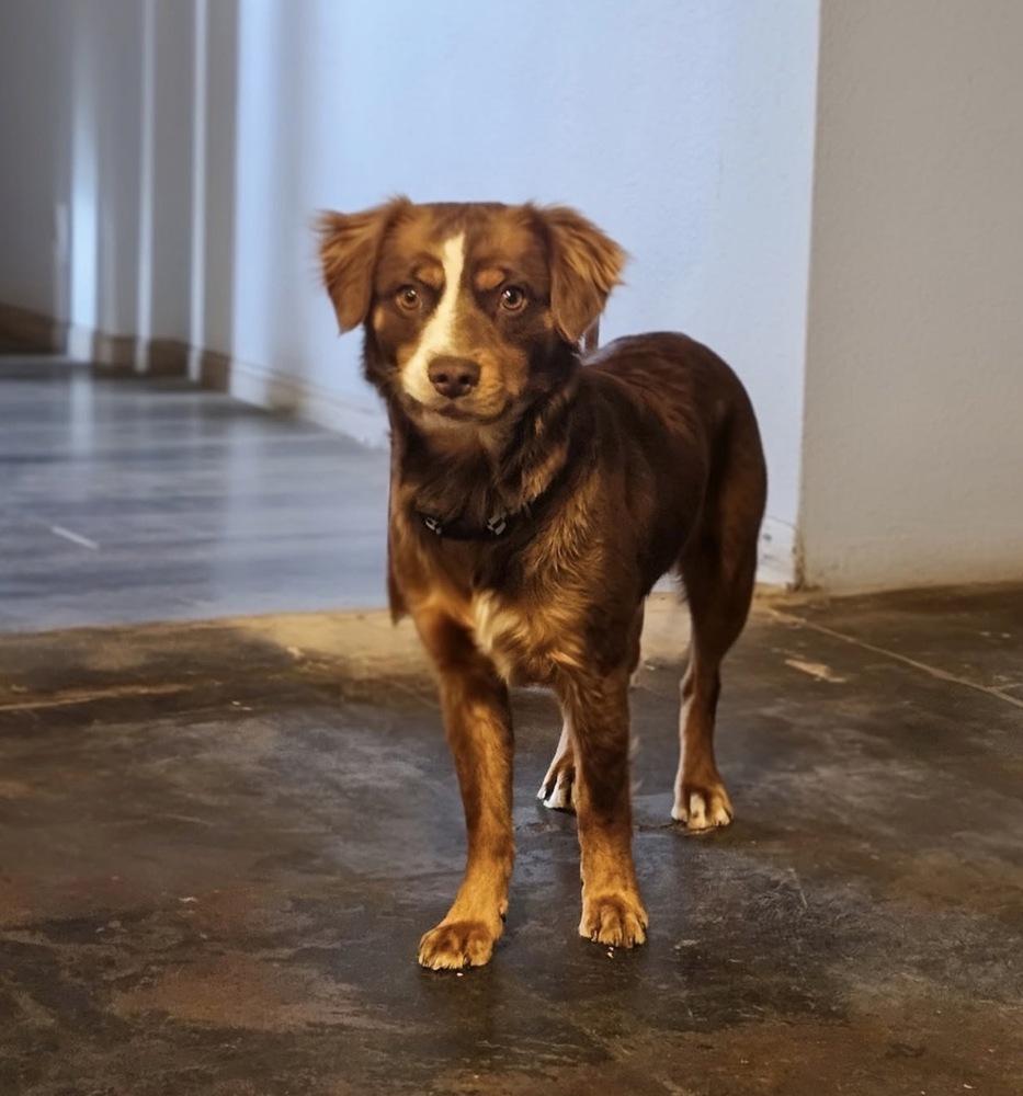 Ridge, Adoptable, Puppy Male Spaniel & Australian Shepherd.