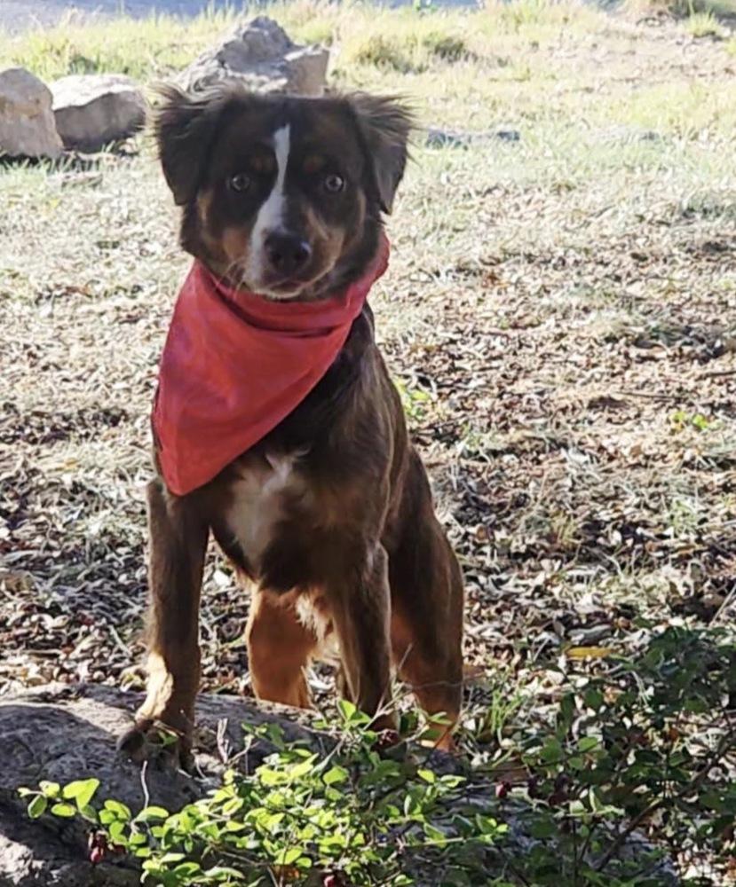 Enlarge Ridge, a Adoptable mixed breed in Wolcott, CT image 2/6