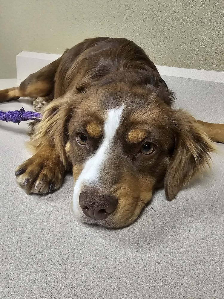 Enlarge Ridge, a Adoptable mixed breed in Wolcott, CT image 3/6