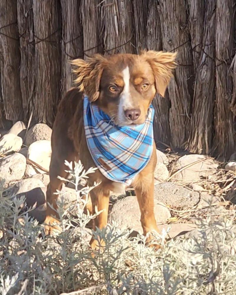 Enlarge Ridge, a Adoptable mixed breed in Wolcott, CT image 4/6