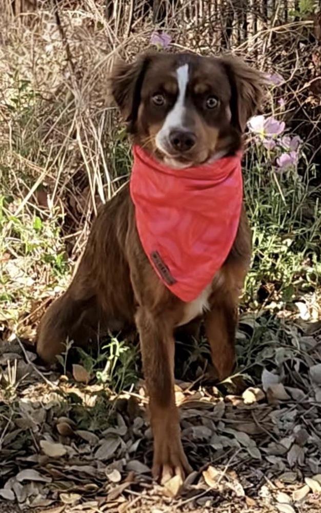 Enlarge Ridge, a Adoptable mixed breed in Wolcott, CT image 5/6