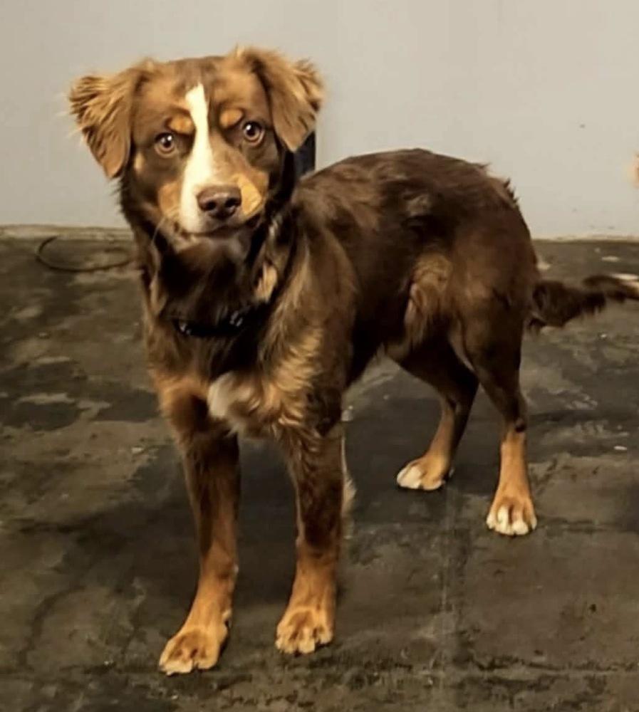 Enlarge Ridge, a Adoptable mixed breed in Wolcott, CT image 6/6